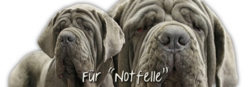 Spardose Mastino napoletano (Neapolitanischer Mastiff) #1